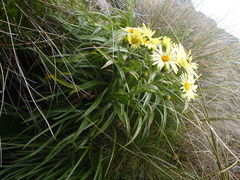 Dolichoglottis lyallii × scorzoneroides