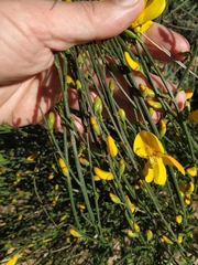 Cytisus scoparius