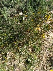 Cytisus scoparius