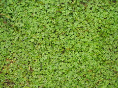 Hydrocotyle batrachium
