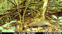 Crossarchus platycephalus