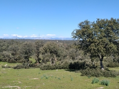 Quercus rotundifolia