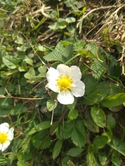 Fragaria nubicola