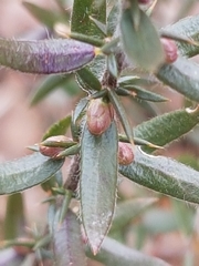 Genista germanica