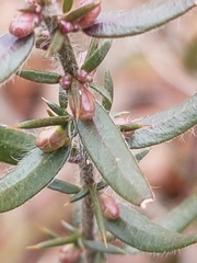 Genista germanica