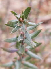 Genista germanica