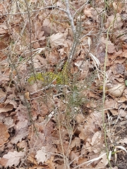 Genista germanica