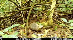 Crossarchus platycephalus