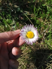Bellis perennis