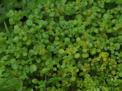 Pilea peploides major