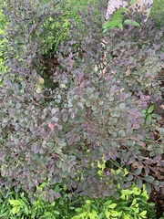 Loropetalum