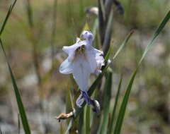 Gladiolus rehmannii