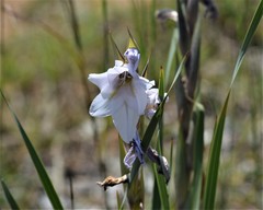 Gladiolus rehmannii