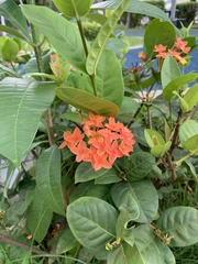 Ixora chinensis