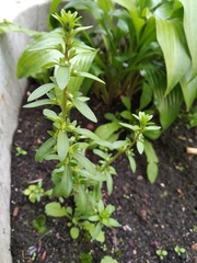 Veronica peregrina