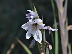 Gladiolus rehmannii