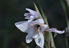 Gladiolus rehmannii