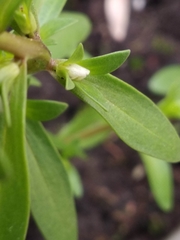 Veronica peregrina