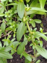 Veronica peregrina