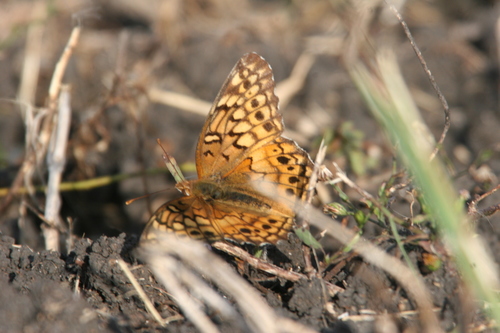 Variegated Fritillary
