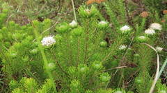 Agathosma gonaquensis