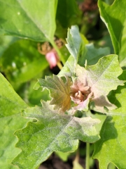 Chenopodium ucrainicum