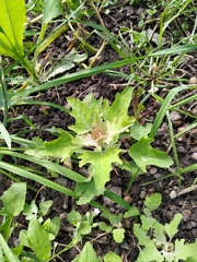 Chenopodium ucrainicum