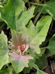 Chenopodium ucrainicum