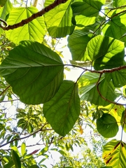 Ficus auriculata