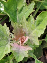 Chenopodium ucrainicum