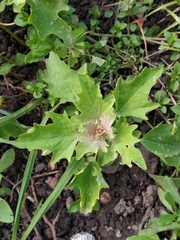 Chenopodium ucrainicum