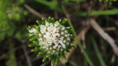 Agathosma gonaquensis