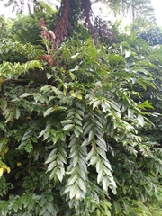 Glochidion lanceolatum