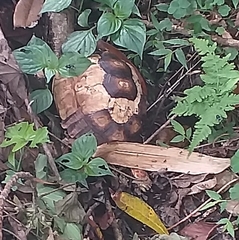 Centrochelys sulcata