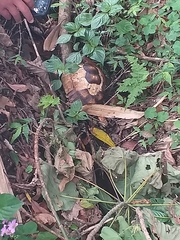 Centrochelys sulcata