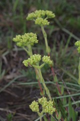 Crassula mesembryanthoides