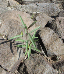 Cryptostegia