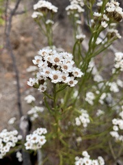 Ixodia achillaeoides