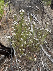 Ixodia achillaeoides