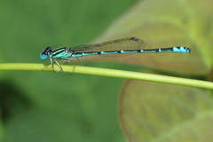 Austroagrion exclamationis