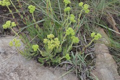 Crassula mesembryanthoides