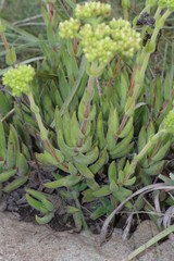 Crassula mesembryanthoides