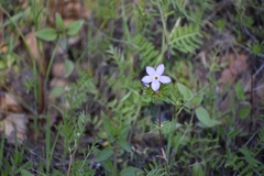Leptosiphon androsaceus