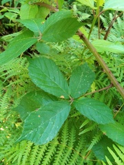 Rubus amplificatus