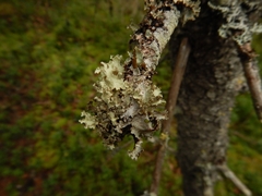 Nephromopsis laureri