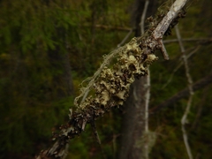 Nephromopsis laureri