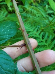 Rubus amplificatus