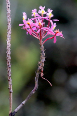 Epidendrum arachnoglossum