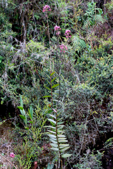 Epidendrum arachnoglossum