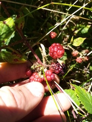 Rubus amplificatus